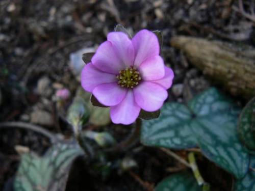 Hepatica hybr.