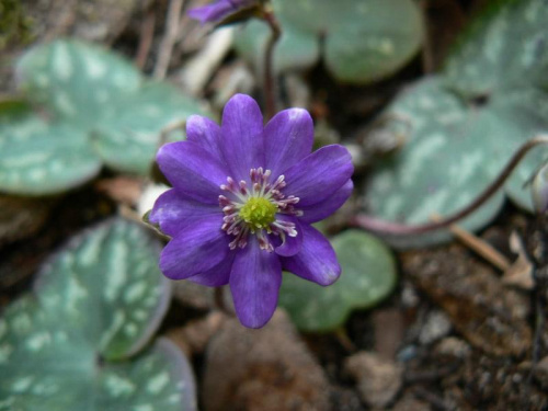 Hepatica hybr.