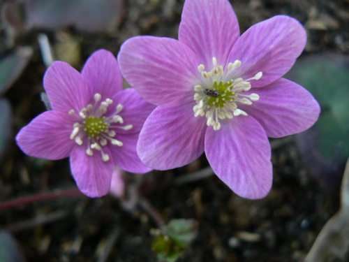 Hepatica hybr.