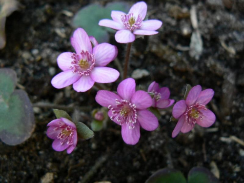 Hepatica hybr.