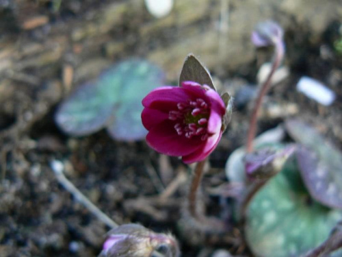 Hepatica hybr.