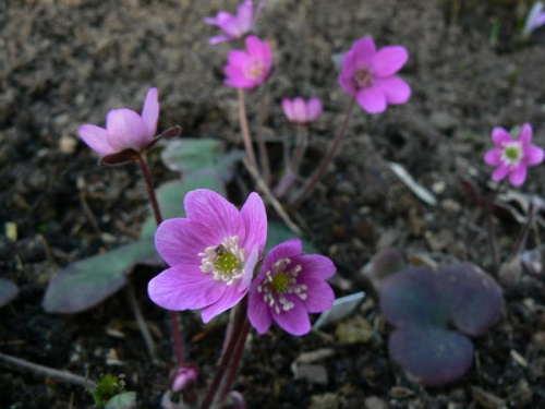 Hepatica hybr.