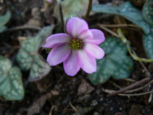 Hepatica hybr.