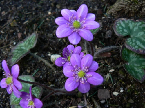 Hepatica hybr.