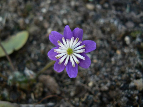 Hepatica hybr.