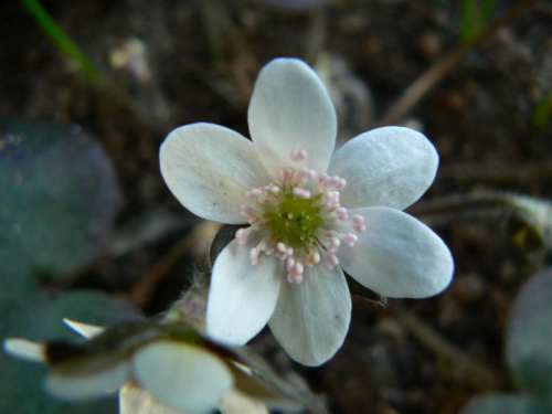 Hepatica hybr.