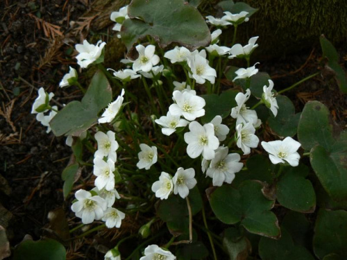 Hepatica nobilis Alba