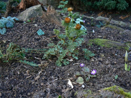 Adonis i Hepatica