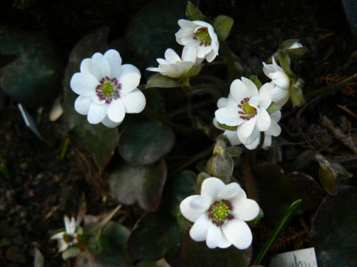 Hepatica hybr.