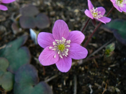 Hepatica hybr.