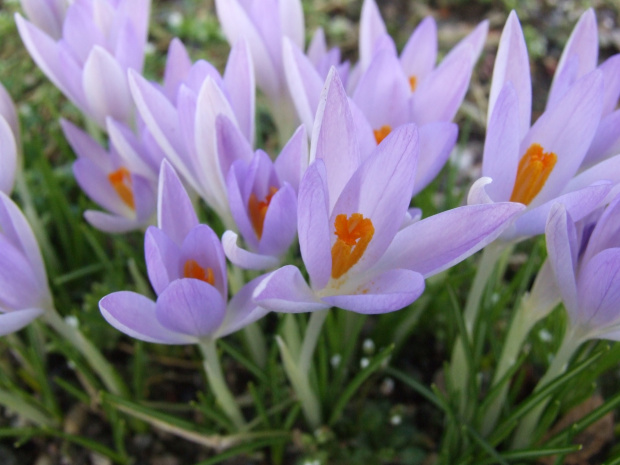 Crocus ?