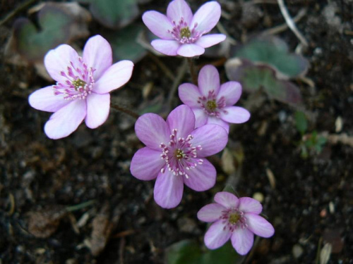 Hepatica hybr.