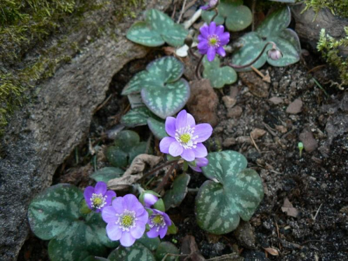 Hepatica hybr.