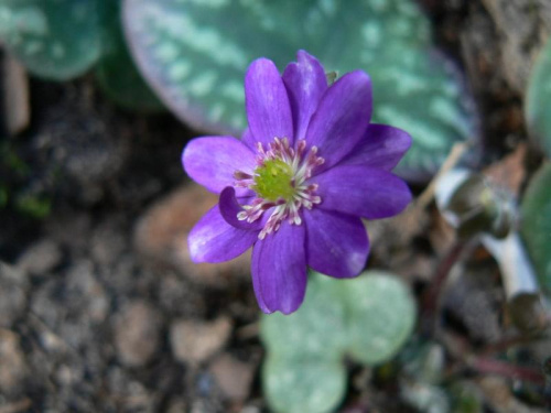 Hepatica hybr.