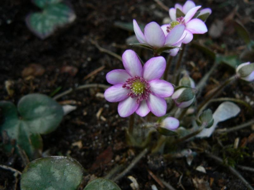 Hepatica hybr.