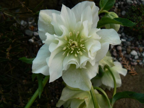 Helleborus Flore Pleno