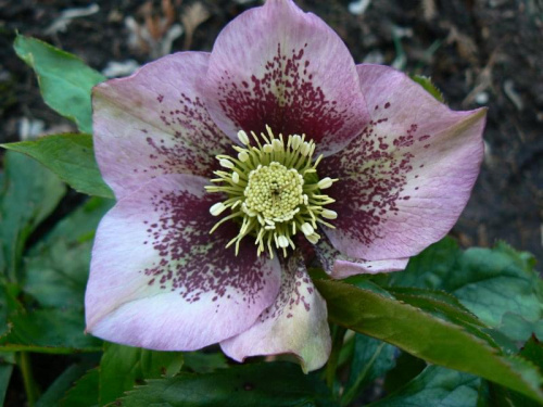 Helleborus siewka