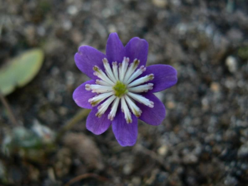 Hepatica hybr.