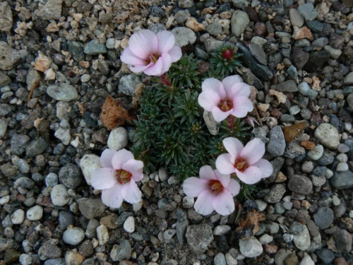 saxifraga