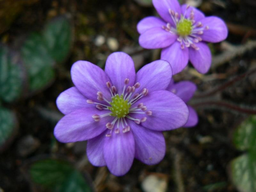 Hepatica hybr.