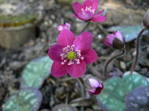 Hepatica hybr.Rubra