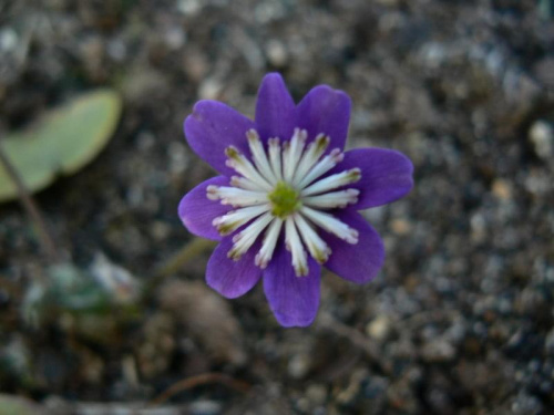 Hepatica hybr.