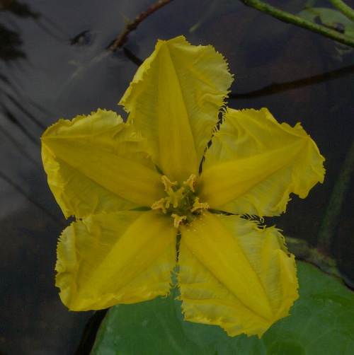 N.peltata