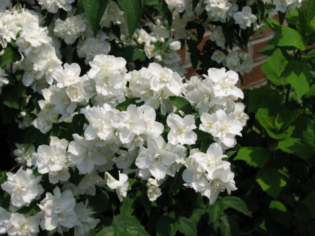 Pachnacy jasmin