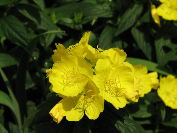 Wiesiolek (Oenothera speciosa)