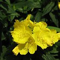 Wiesiolek (Oenothera speciosa)