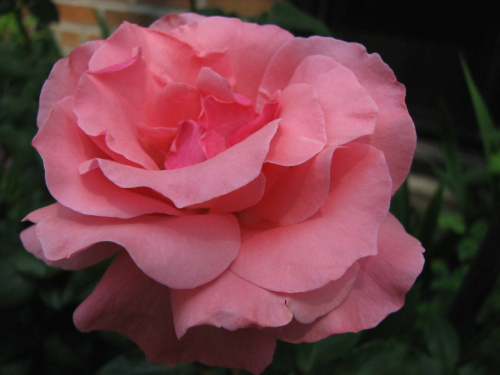 Roze,roze komu roze?