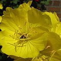 Wiesiolek (Oenothera speciosa)