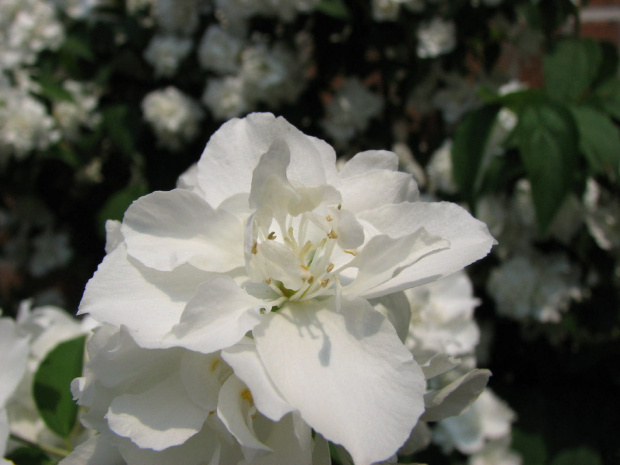 Pachnacy jasmin