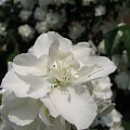 Pachnacy jasmin