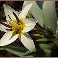 jakiś cebulaczek... #kwiaty #ogród #wiosna #natura #flora #przyroda