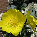 Wiesiolek (Oenothera speciosa)