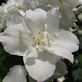 Pachnacy jasmin