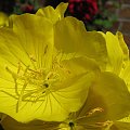 Wiesiolek (Oenothera speciosa)