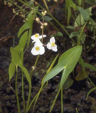 Sagittaria latifolia plant