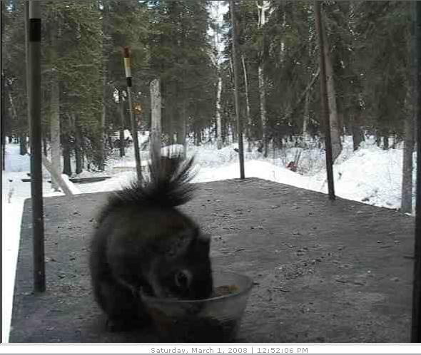 Alaska :D
http://www.thesquirrelcam.com/