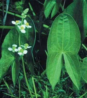 Sagittaria latifolia plant