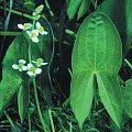 Sagittaria latifolia plant