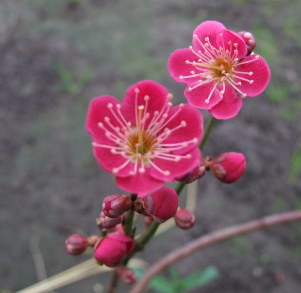 Prunus mume - morela japońska