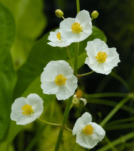 Sagittaria latifolia plant