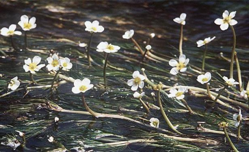 Ranunculus aquaticus