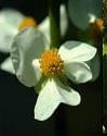 Sagittaria latifolia plant