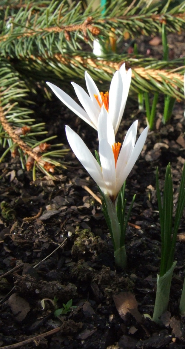 Crocus fleischeri