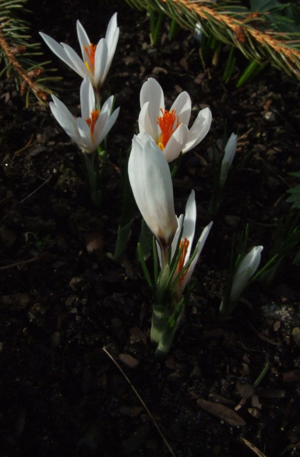 Crocus fleischeri