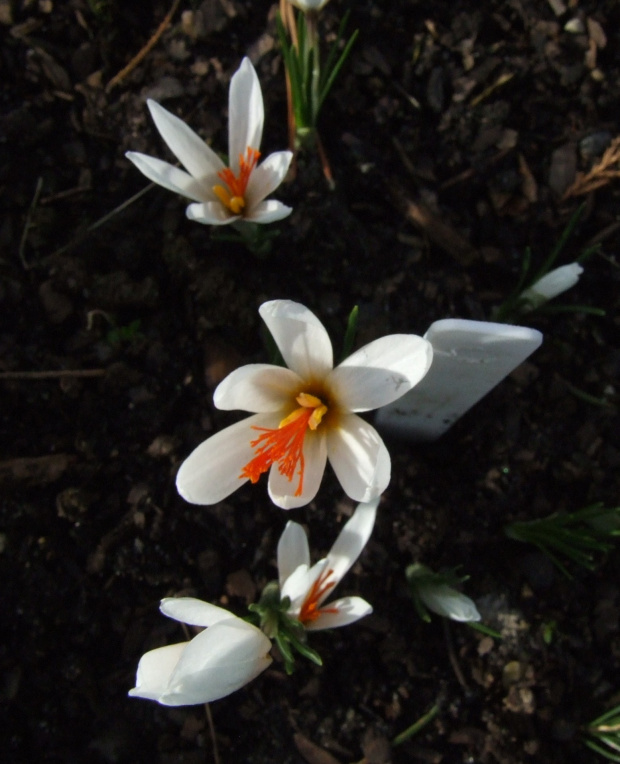 Crocus fleischeri