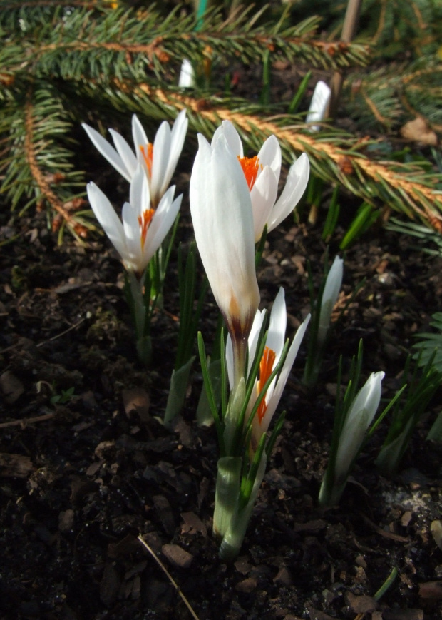 Crocus fleischeri